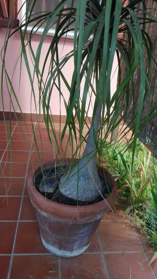 Zeffiro Chia